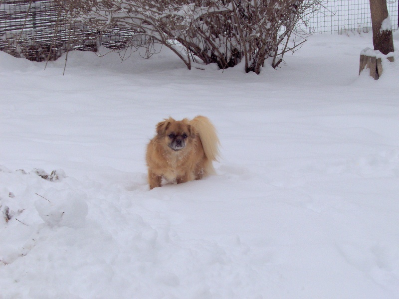 Nikita De la vallee des faons