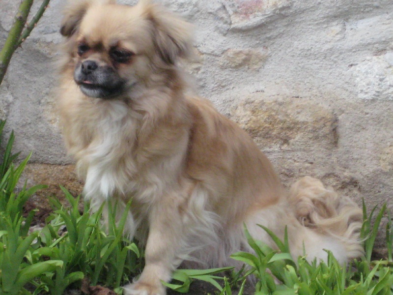 Venona de la goutte de bord