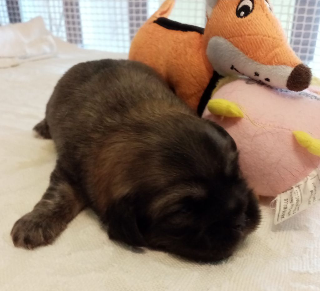 de la goutte de bord - Epagneul tibetain - Portée née le 11/04/2021